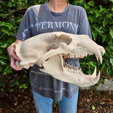 Life-Size 3D Polar bear Skull – unpainted and unassembled Fossil Replica