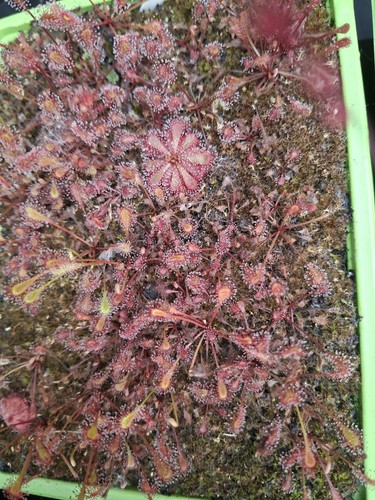 Drosera - , (aka