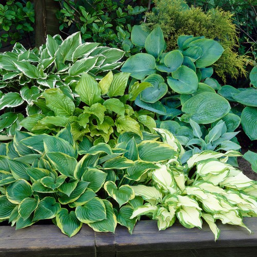 Hosta variety mix live - mix,