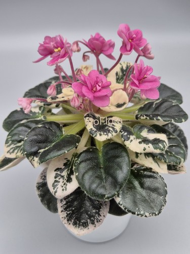 Variegated avgustina - variegated, 'avgustina'