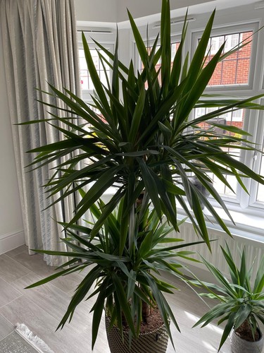 Feet big yukka plant - yukka, indoor