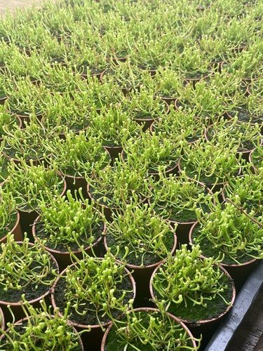 Sarracenia seedlings mixed - sarracenia,