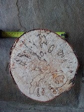 woodturning /Carving blank