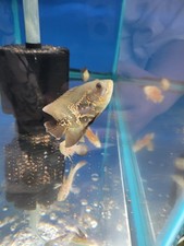 Tiger Oscar  Short body 3.5"