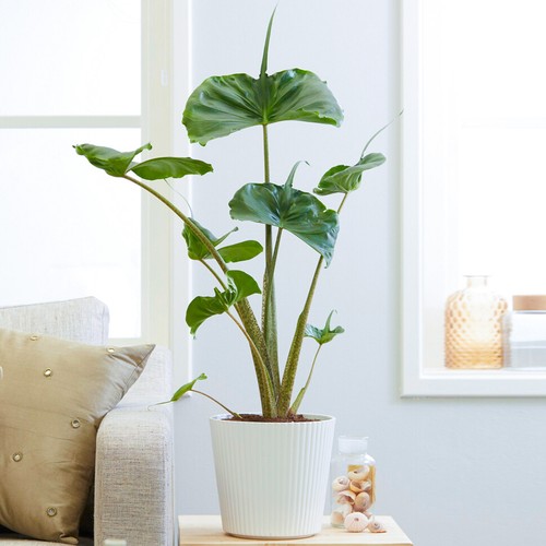 Alocasia stingray large indoor - alocasia,