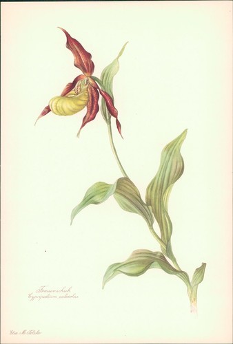 Women shoe cypripedium - -,