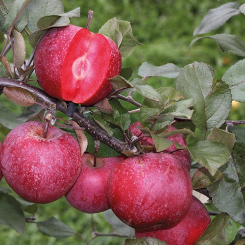Apple garden fruit - t&m, plants