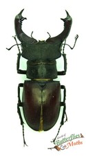 Stag Beetle Lucanus cervus SET