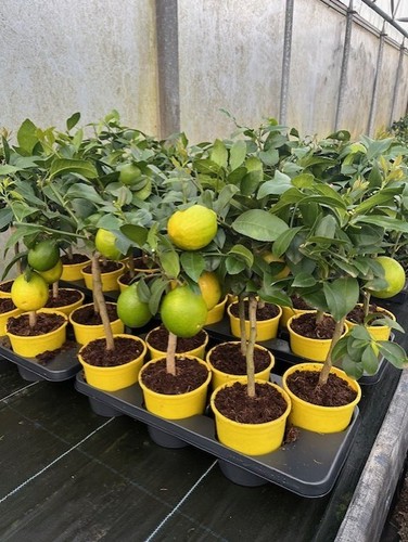 Citrus lemon meyer - lemon,
