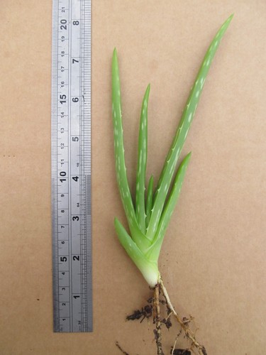 Baby aloe vera - 1,