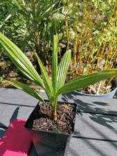 Trachycarpus Fortunei Palm