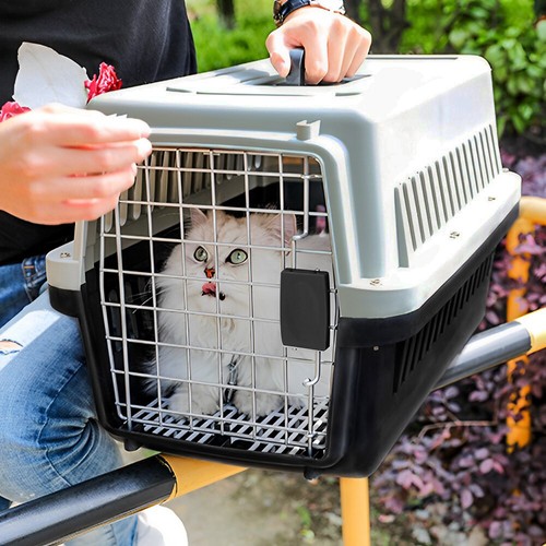 Extra large pet - pet, cat