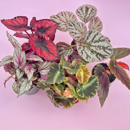 Begonia rex baby - baby, set