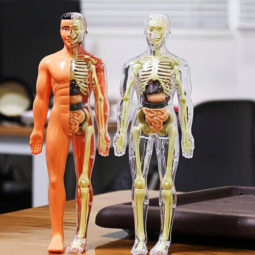 Human body torso model - torso,