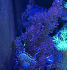 Purple Kenya Tree Soft Coral Frag Reef (Single Tree) beginner Coral