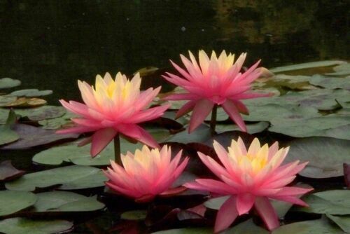 Sunfire water lily pond - sunfire,