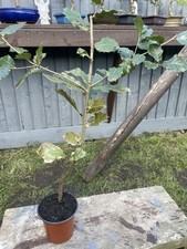 Quercus Agrifolia Evergreen