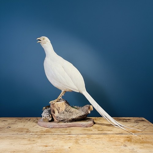 Taxidermy albino white - albino,