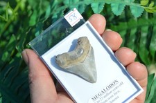 WOW, Genuine MEGALODON SHARK