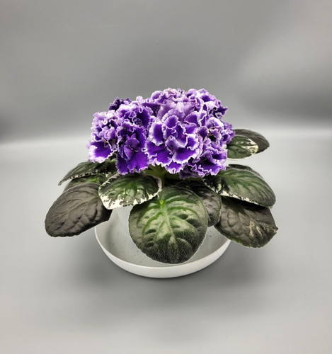 Indoor blooming