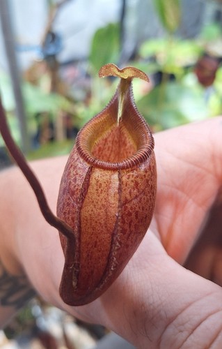 Nepenthes leonardoi basal - nepenthes,