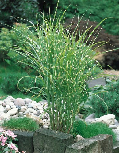 Miscanthus sinensis little - sinensis,
