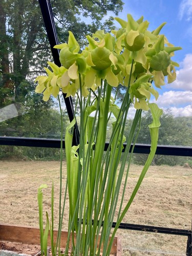 Live sarracenia division from - live,