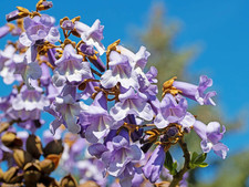 Paulownia Tomentosa Foxglove