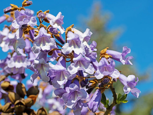 Paulownia tomentosa foxglove - paulownia,