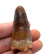 Giant fossil 'Super Croc'