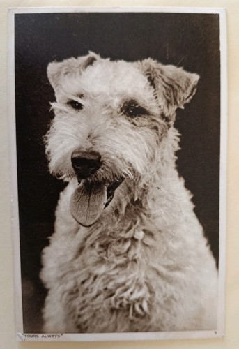 Vintage dog postcard fox - vintage,