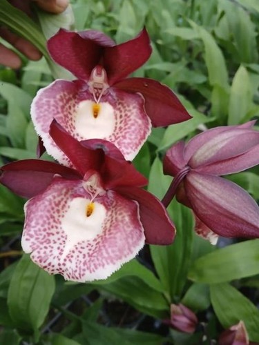 Rare catasetum orchidsglade - rare,