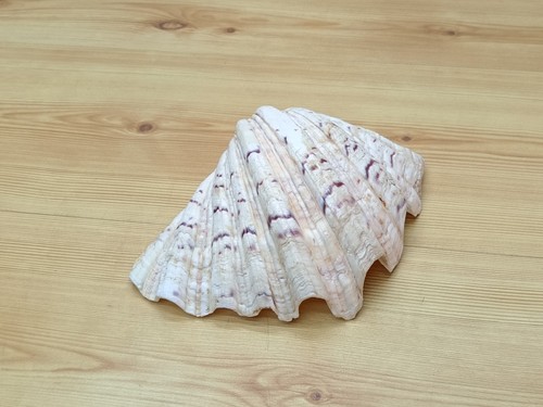 Vintage large 21cm hippopus - vintage,