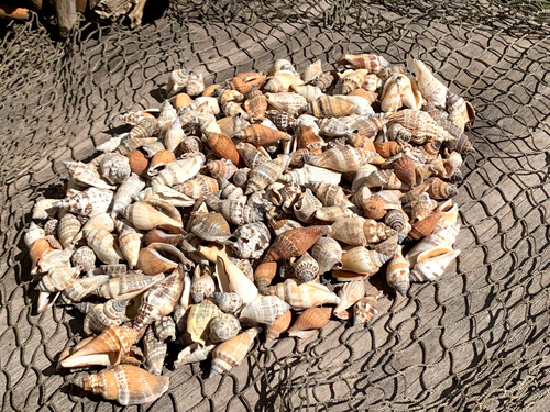 200 brown chula seashells sea - brown,