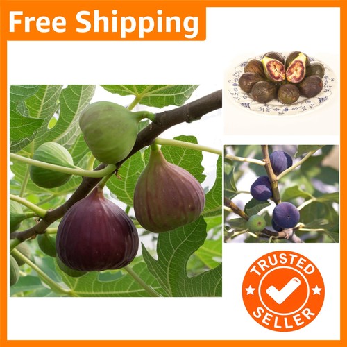 Established brown turkey fig - established, turkey'