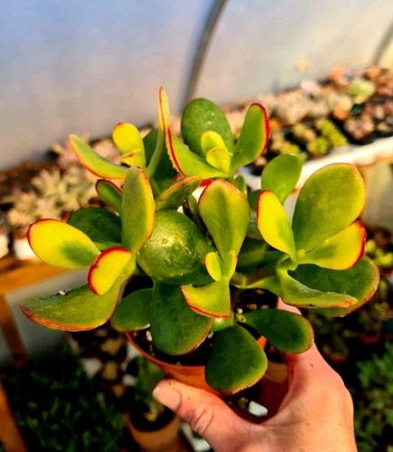 Crassula ovata sunset - crassula,