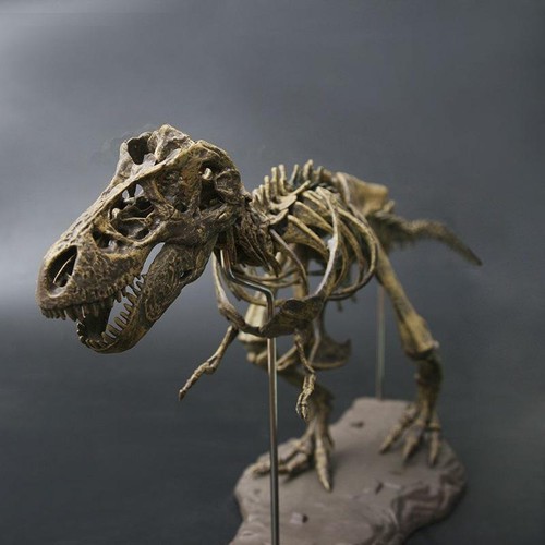 Rex dinosaur skeleton model - t-rex,