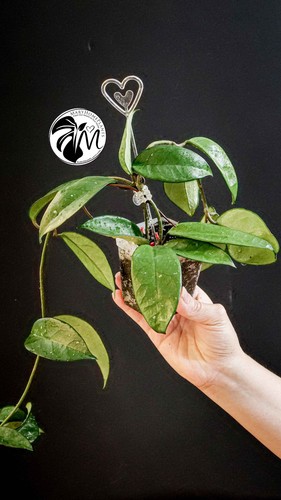 Hoya carnosa - hoya,