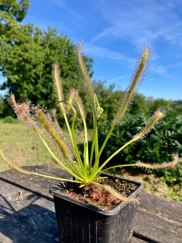 Live large drosera - live, capensis