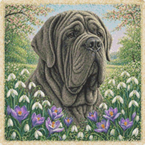 Neapolitan mastiff puppy dog - mastiff,