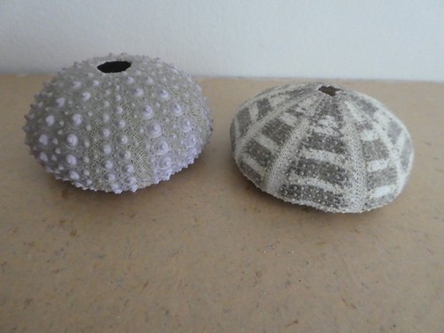 Sea urchin shells 2 - shells, x
