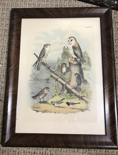 Birds prairie falcon - birds, owl