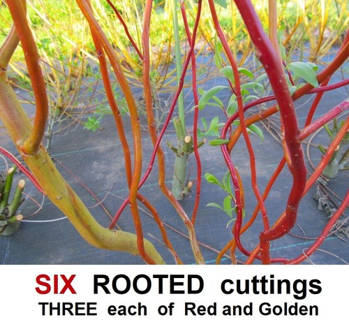 Willow tree rooted cuttings - tree,