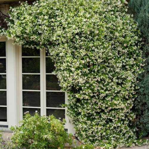 Fragrant jasmine angel - fragrant, 'angel