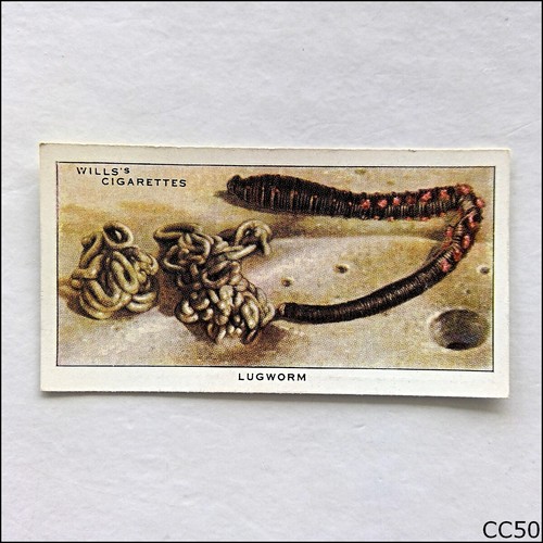 Wills the sea shore - the, sea-shore