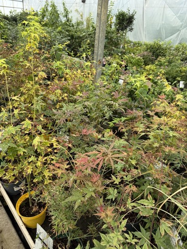 Acer japanese maple pot - acer,