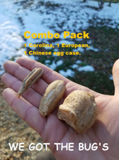 Praying Mantis Egg Cases Combo