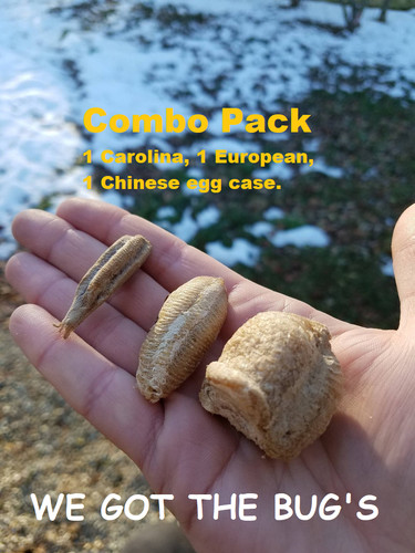 European chinese 4 - european,