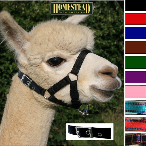 Llama alpaca headcollar buckle - llama,