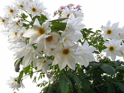 Dahlia imperialis alba 20 x - dahlia,